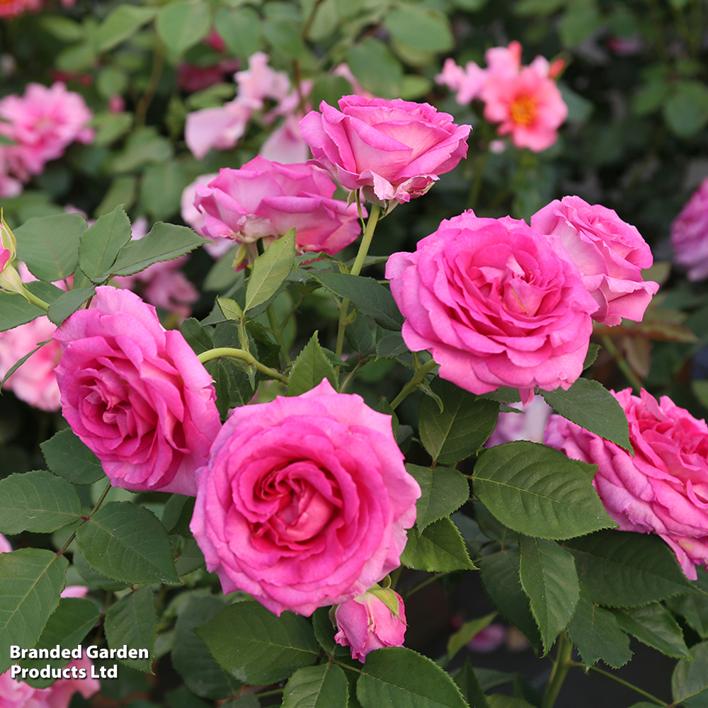 Rose 'Raspberry Cupcake' (Hybrid Tea) image