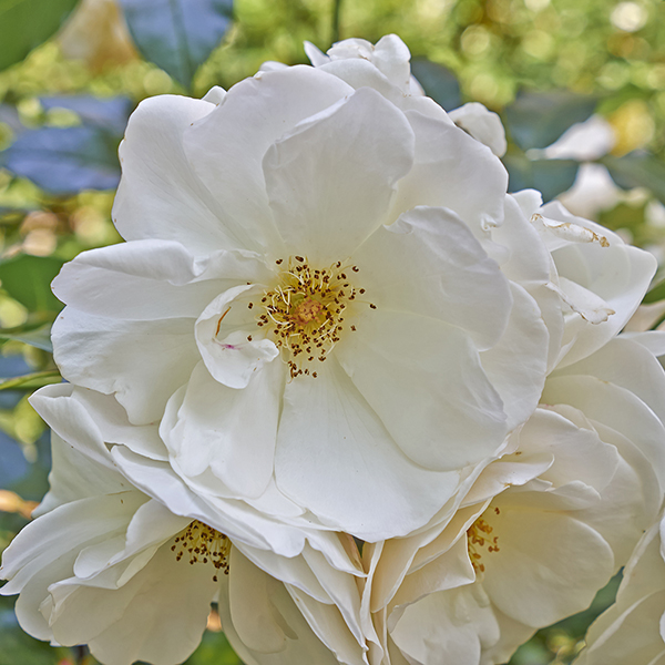 White Ramanas Rose (Hedging) image