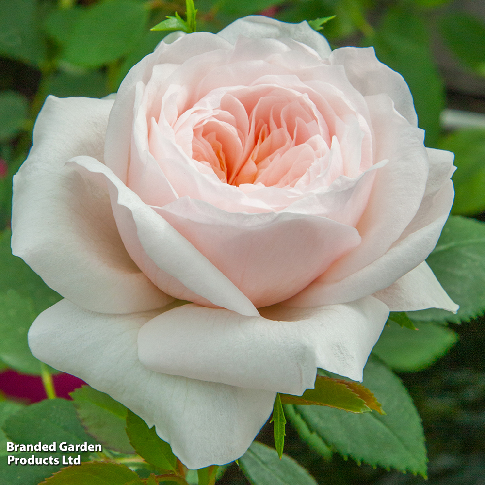Rose 'Sabrina' (Climbing) image