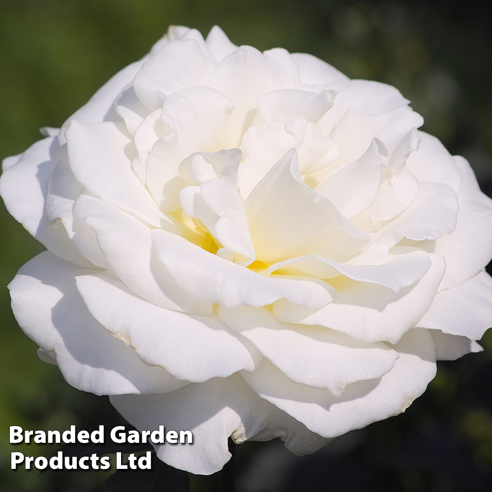 Rose 'Standard White' image