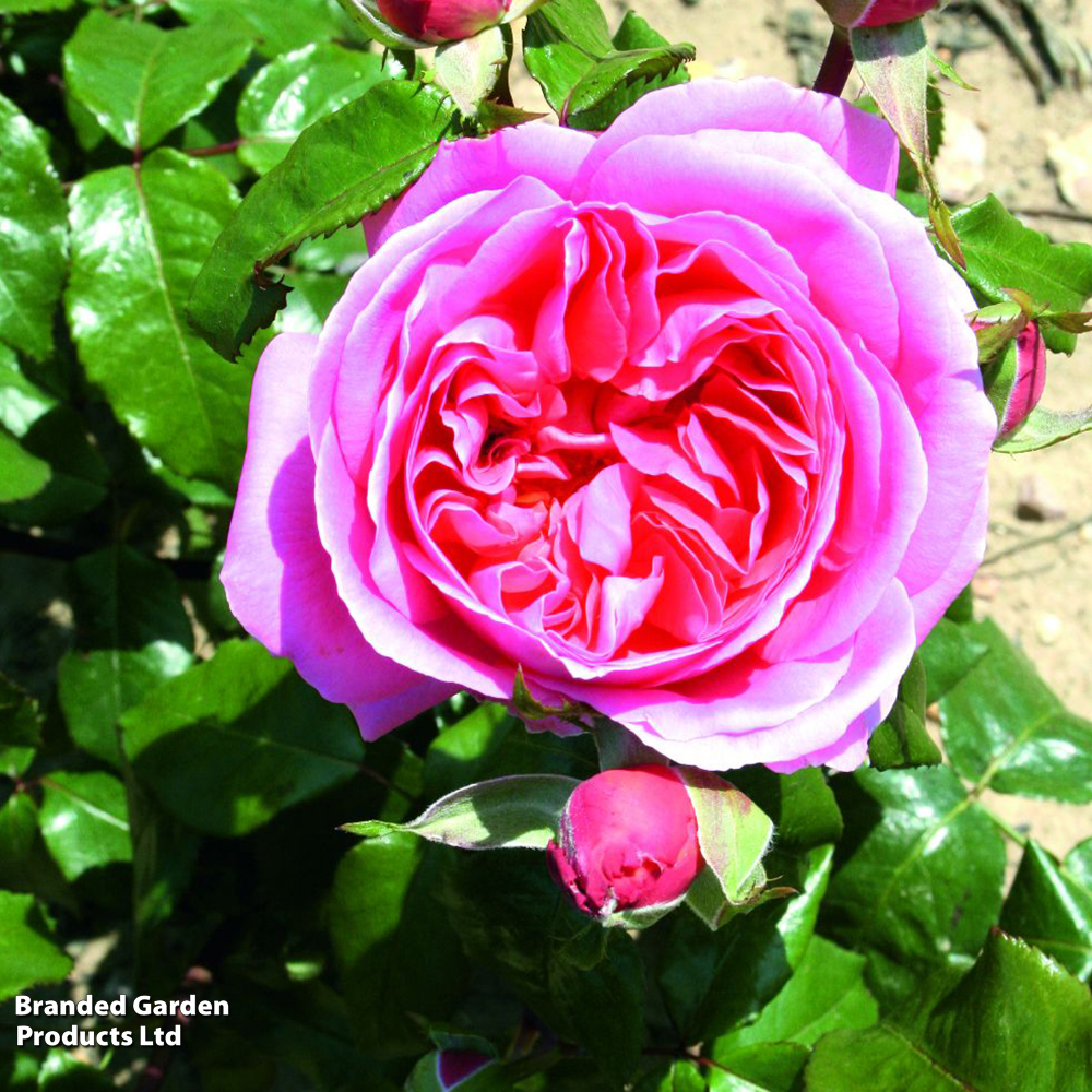 Rose 'Special Anniversary' (Hybrid Tea Rose) image