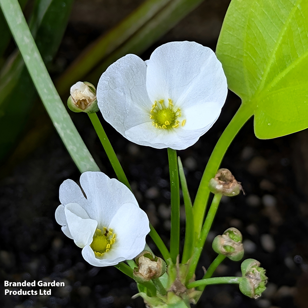Sagittaria graminea (Marginal Aquatic) image