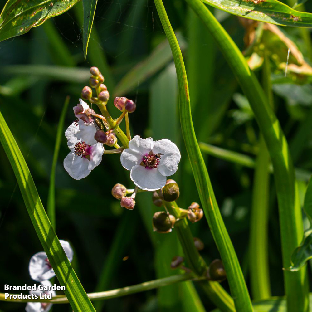 Sagittaria sagittifolia (Marginal Aquatic) image