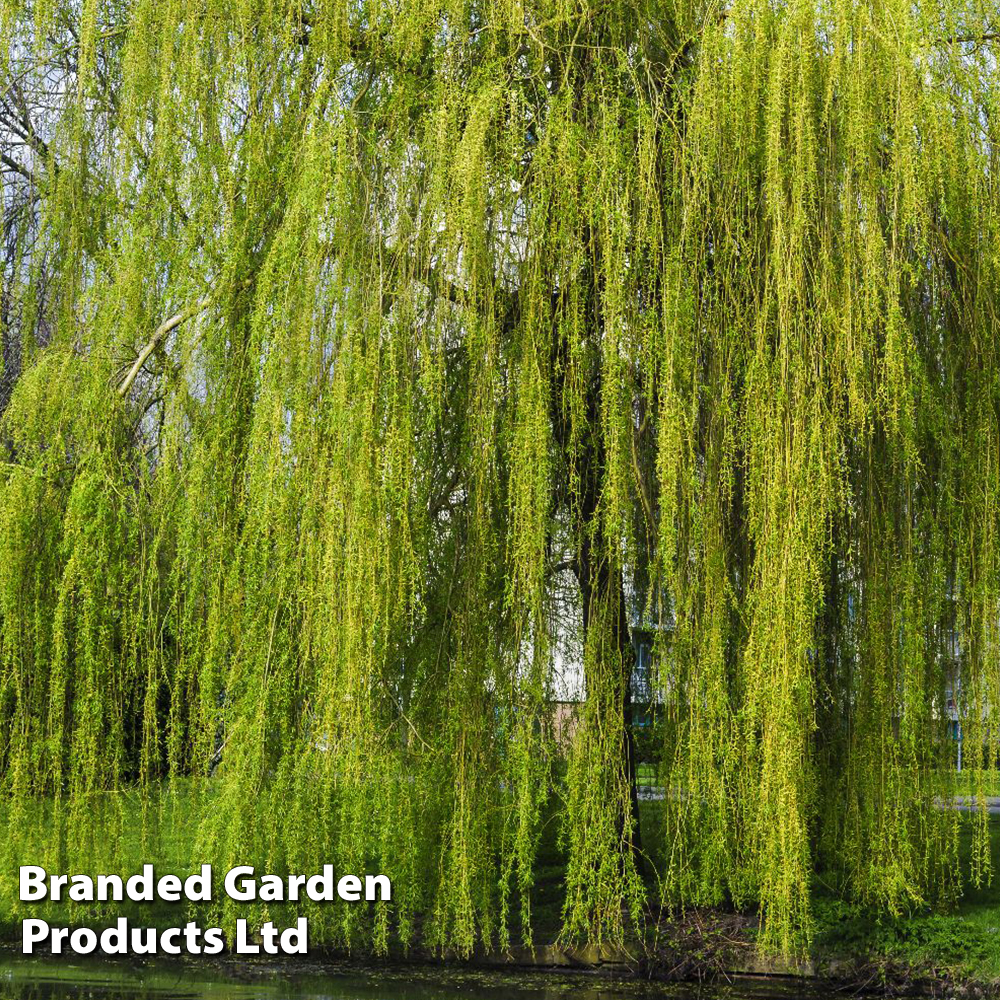 Golden Weeping Willow (Hedging) image