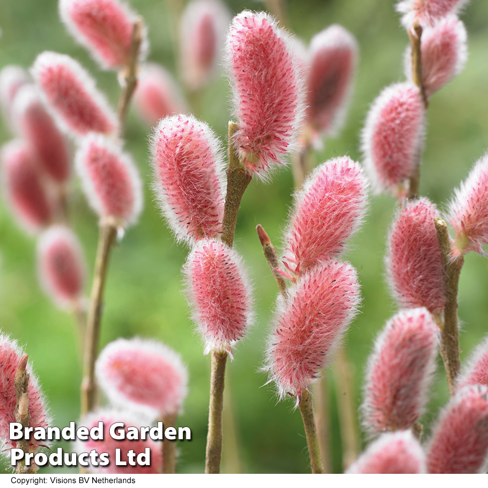 Salix gracilistyla 'Mount Aso' image