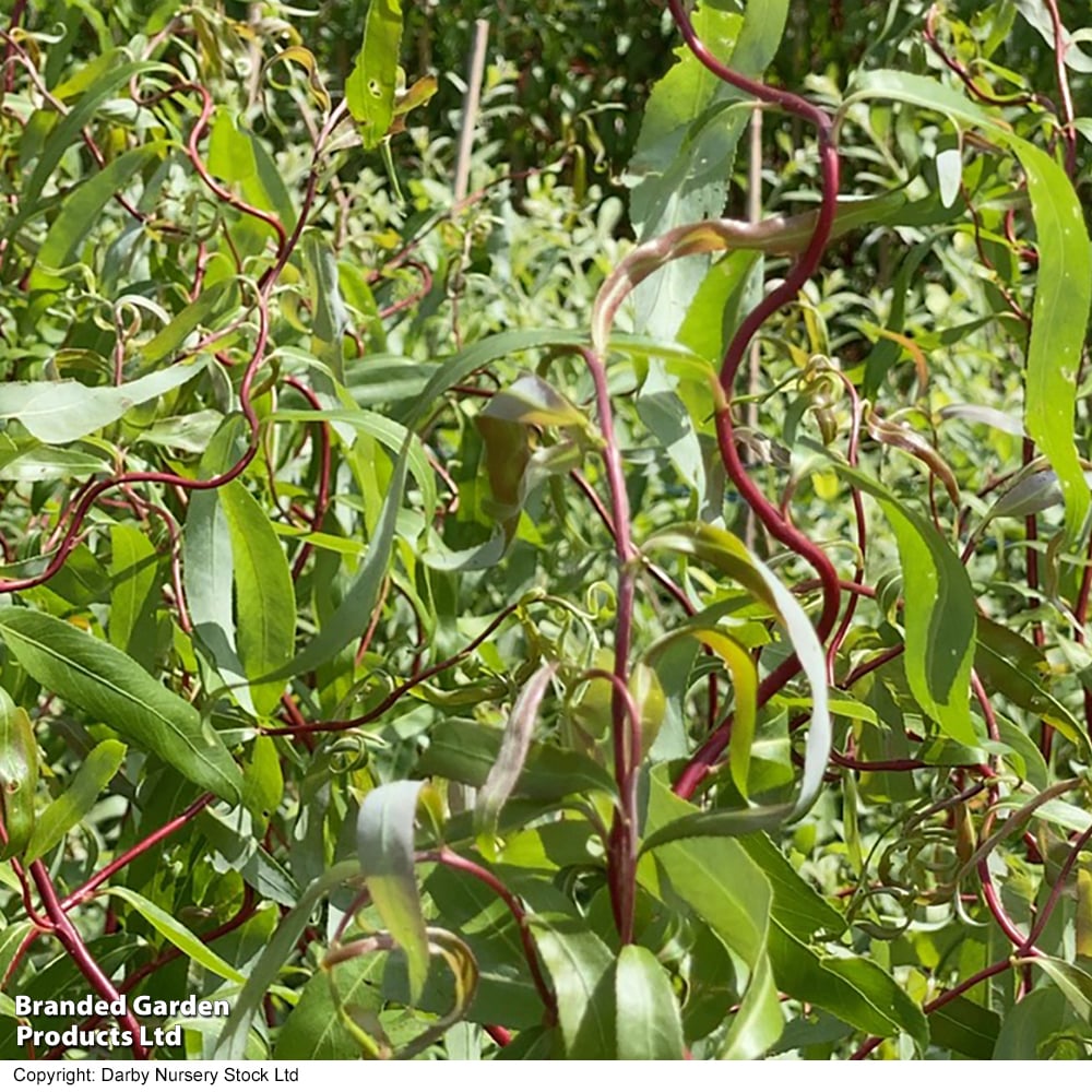 Salix x sepulcralis 'Scarlet Curls' image