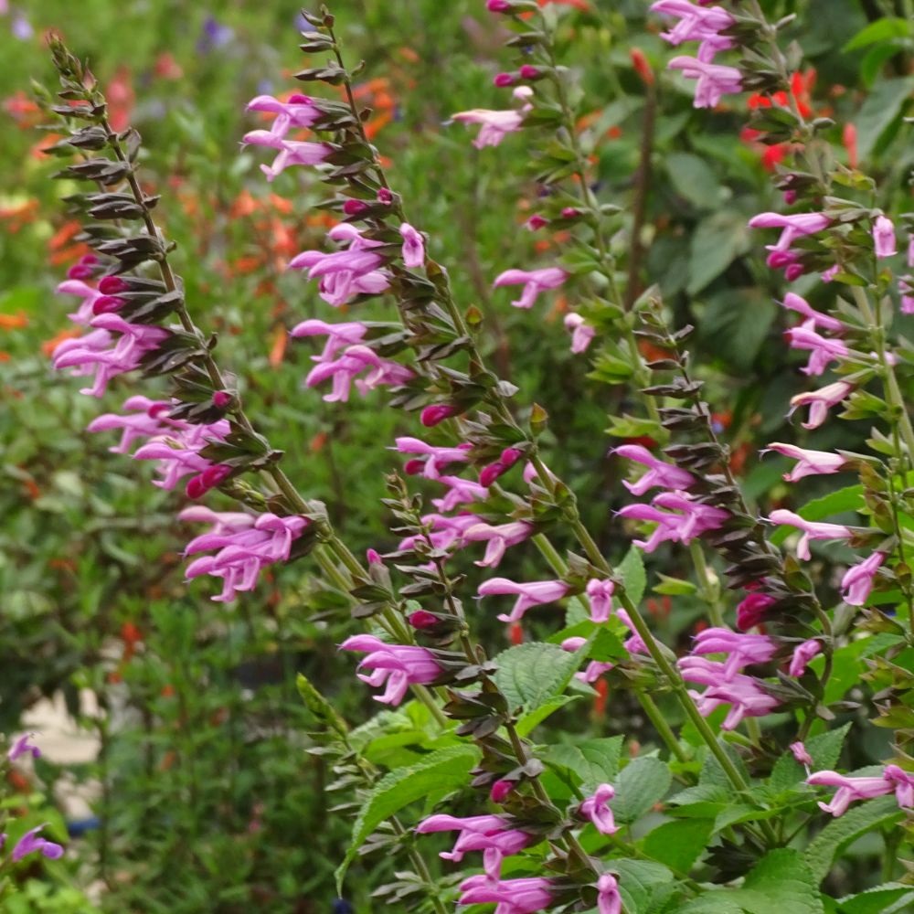 Salvia 'Pink Amistad' image