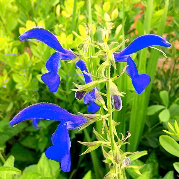 Salvia patens 'Blue Angel' image