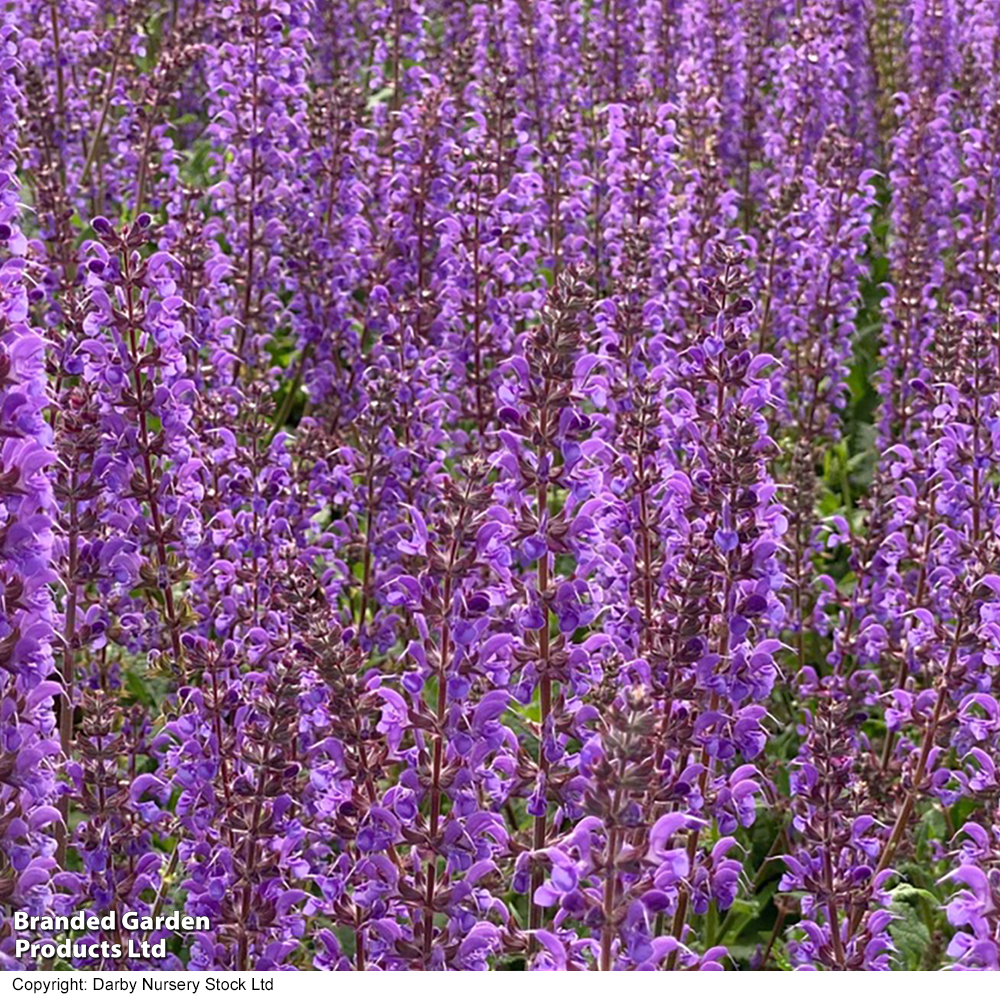 Salvia nemorosa 'Blue by You' image