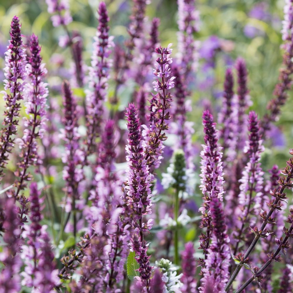 Salvia nemorosa 'Caradonna Pink Inspiration' image