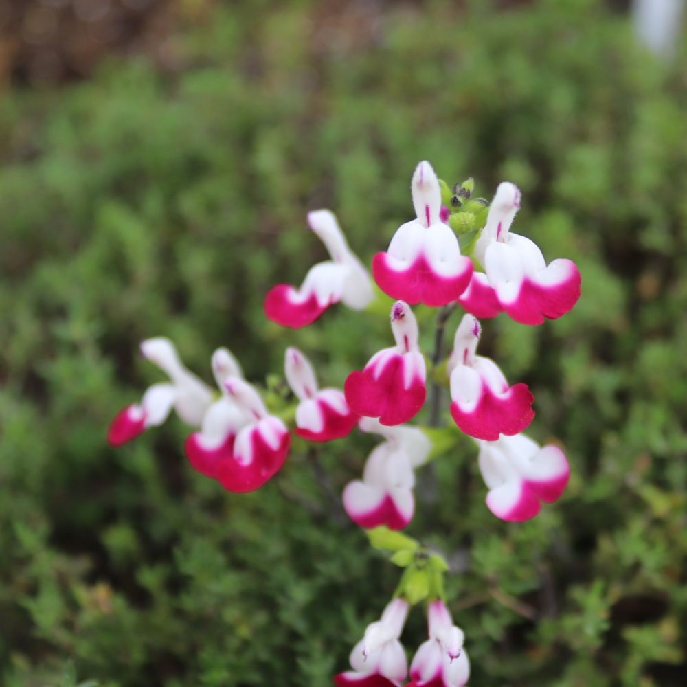 Salvia 'Cherry Lips' image