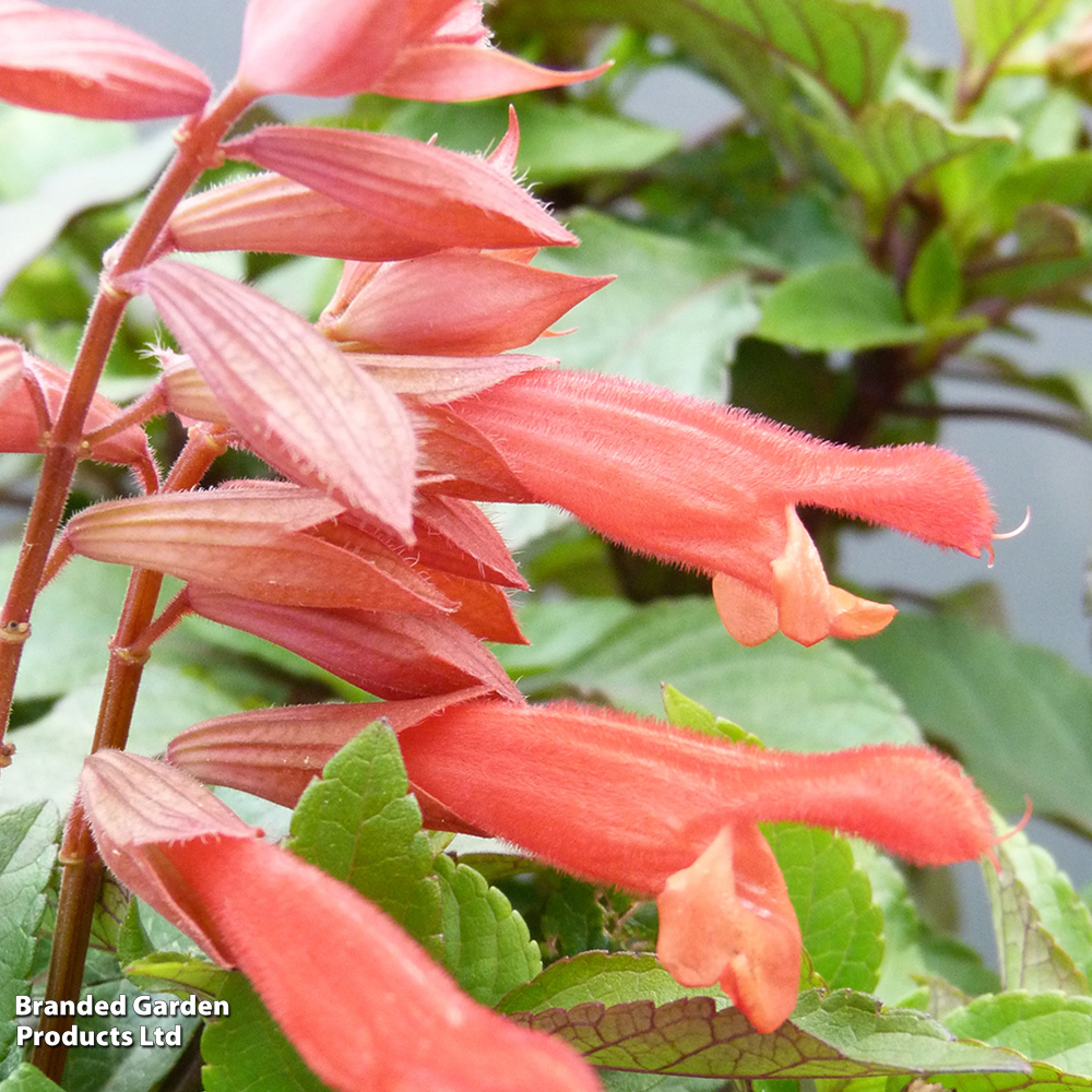 Salvia hybrida 'Embers Wish' image
