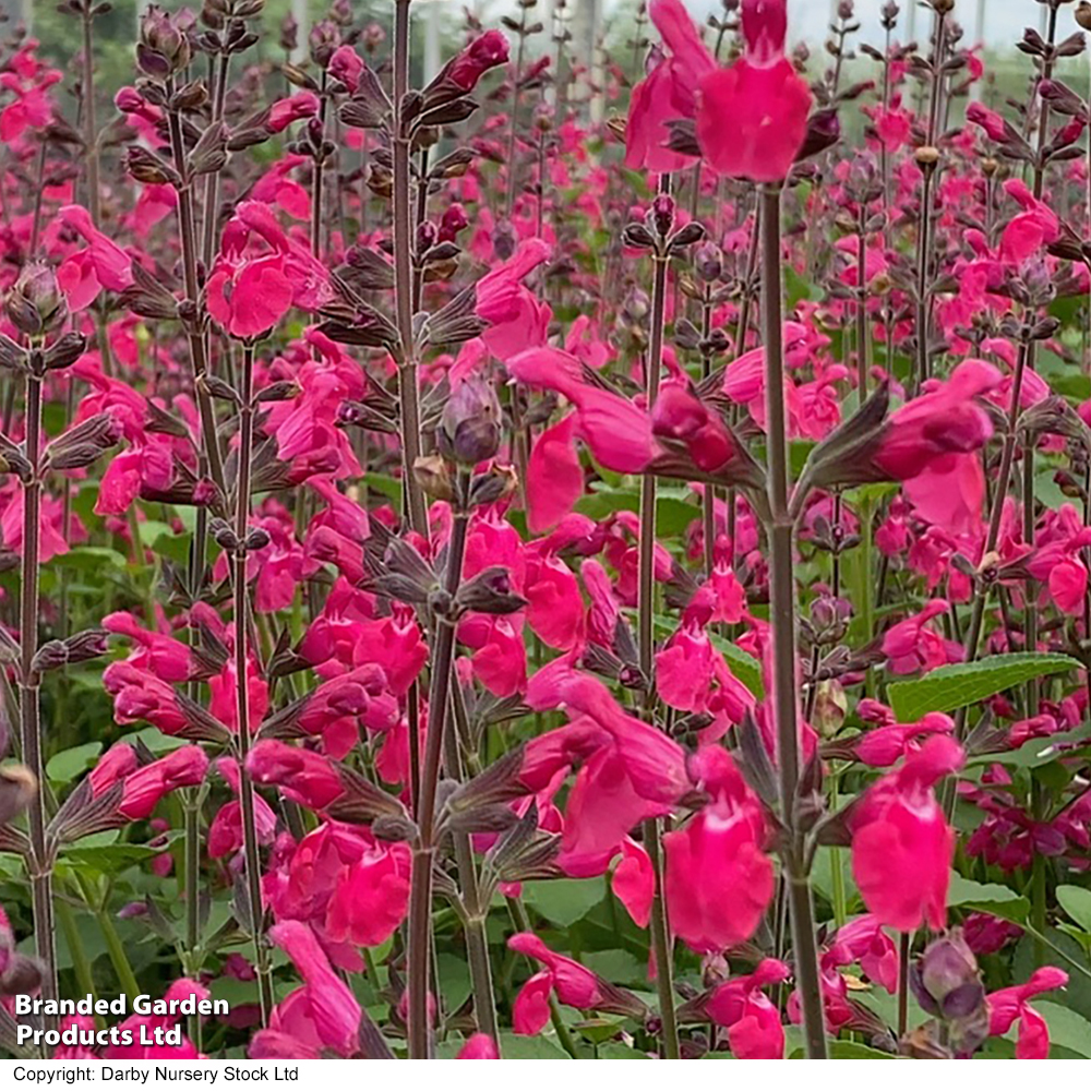 Salvia microphylla 'Pink Pong' image