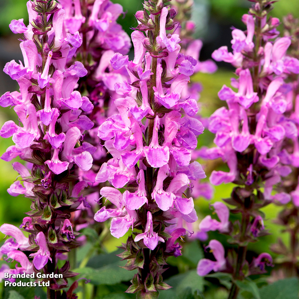 Salvia nemorosa 'Rose Marvel' image