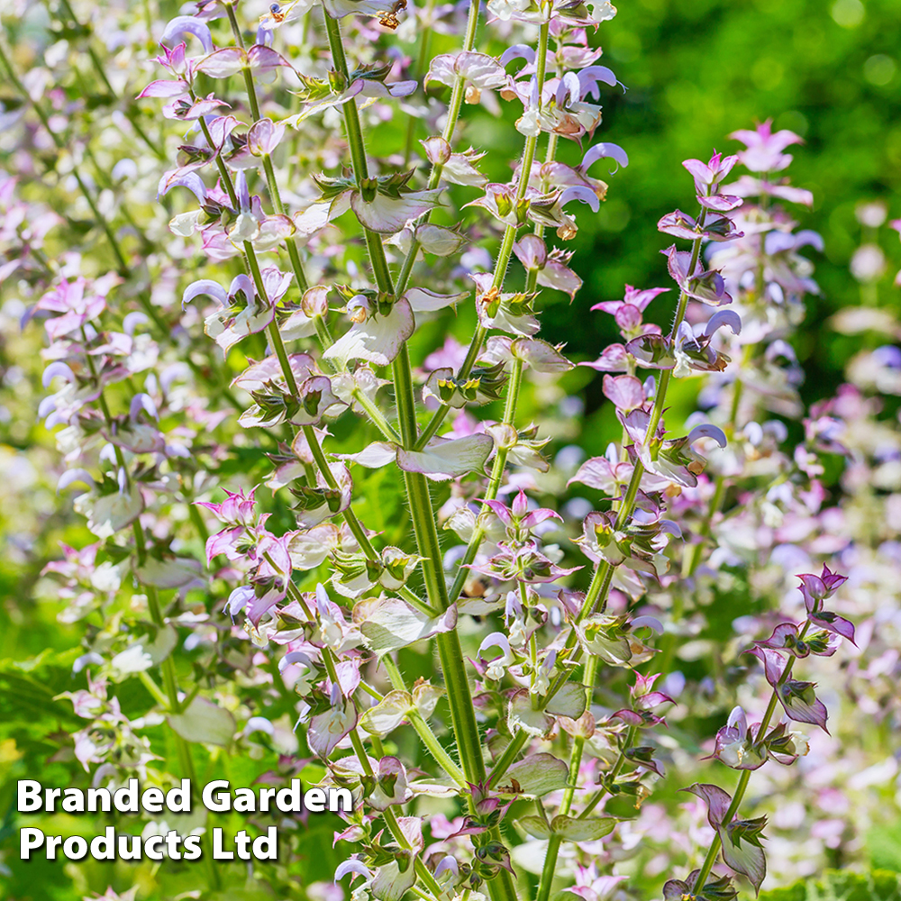 Salvia sclarea var. turkestanica 'Alba' image