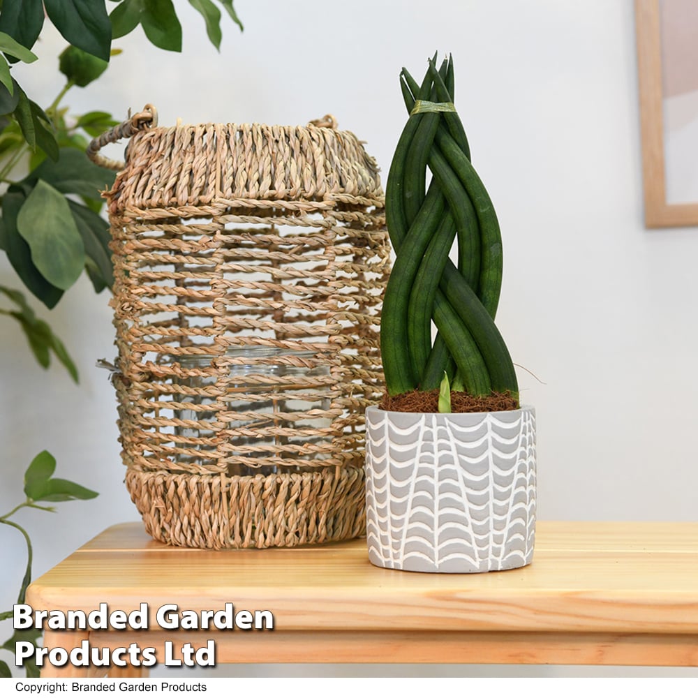 Sansevieria cylindrica 'Braided' image