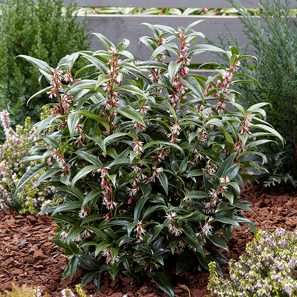 Sarcococca hookeriana 'Winter Gem' image