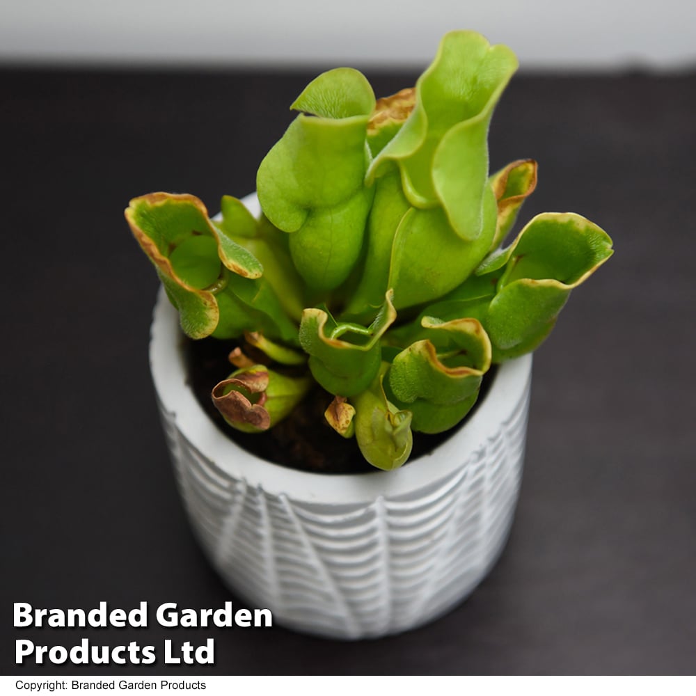 Sarracenia purpurea subsp. venosa image