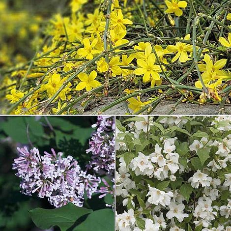 Hardy Shrub Trio from Dobies