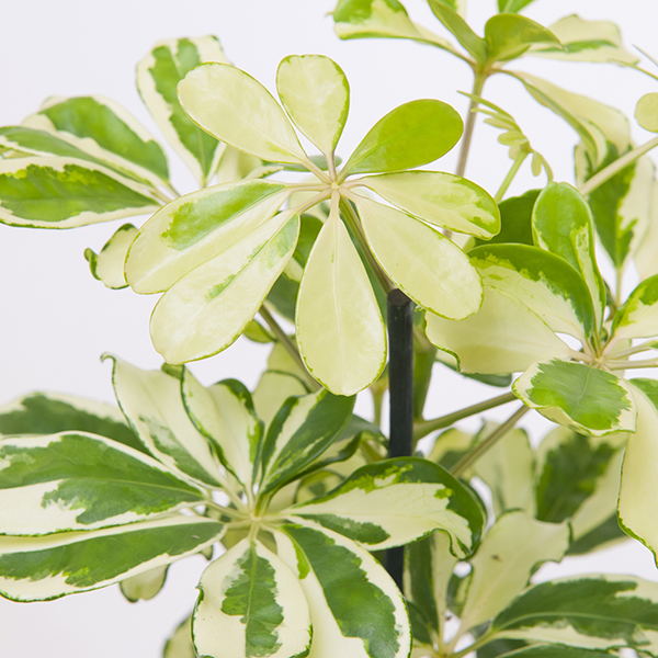 Schefflera arboricola 'Charlotte' image