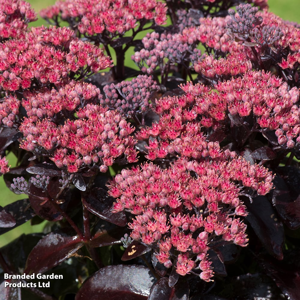 Sedum telephium 'Dark Magic' image