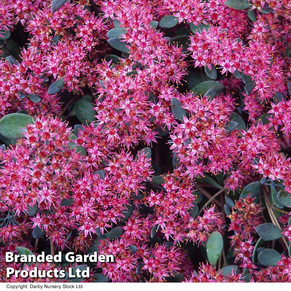 Sedum ewersii var. homophyllum 'Rosenteppich' at Dobies