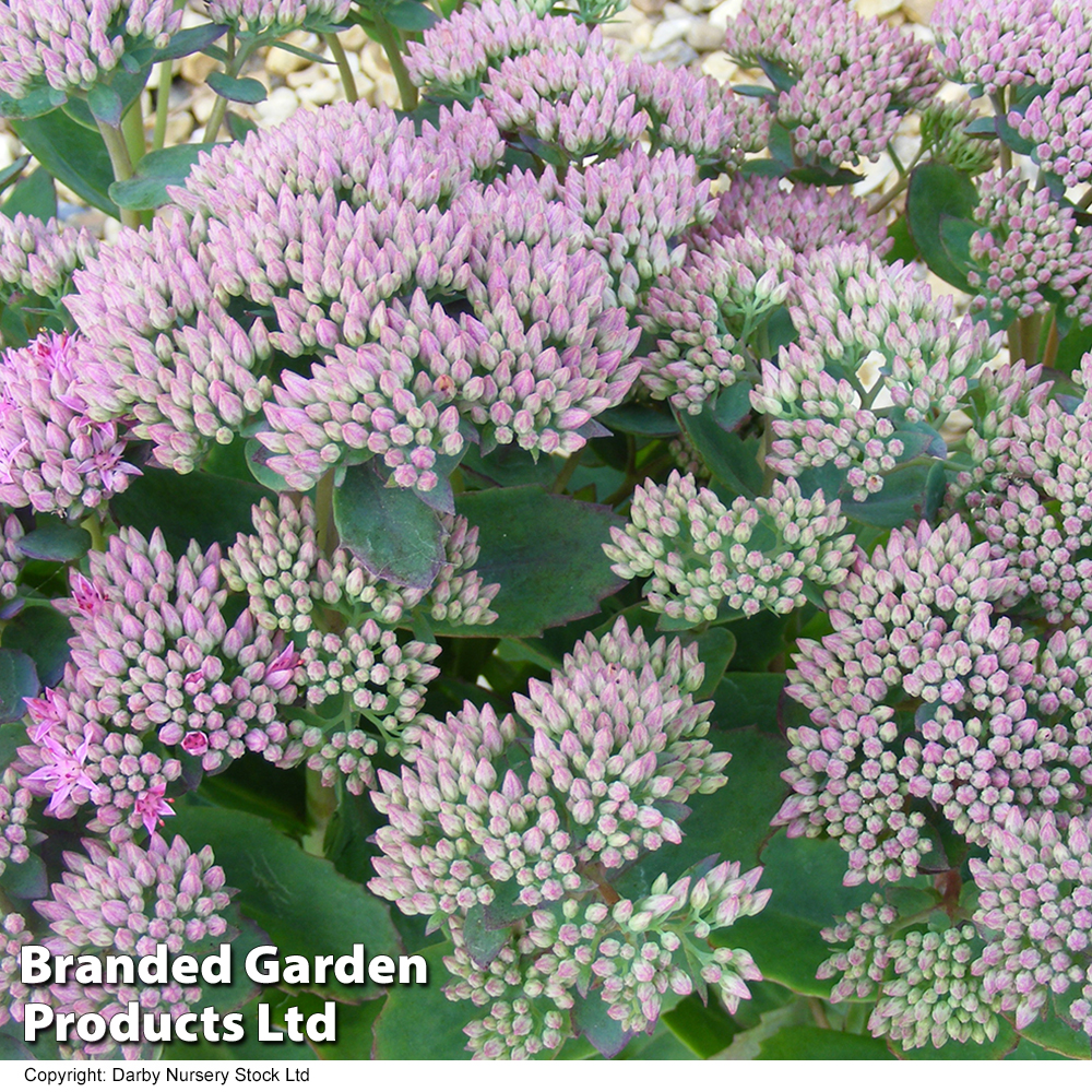 Sedum 'Thundercloud' at Dobies