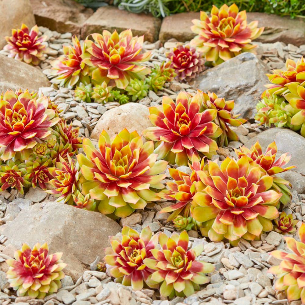 Sempervivum Chick Charms® Gold Nugget | Dobies