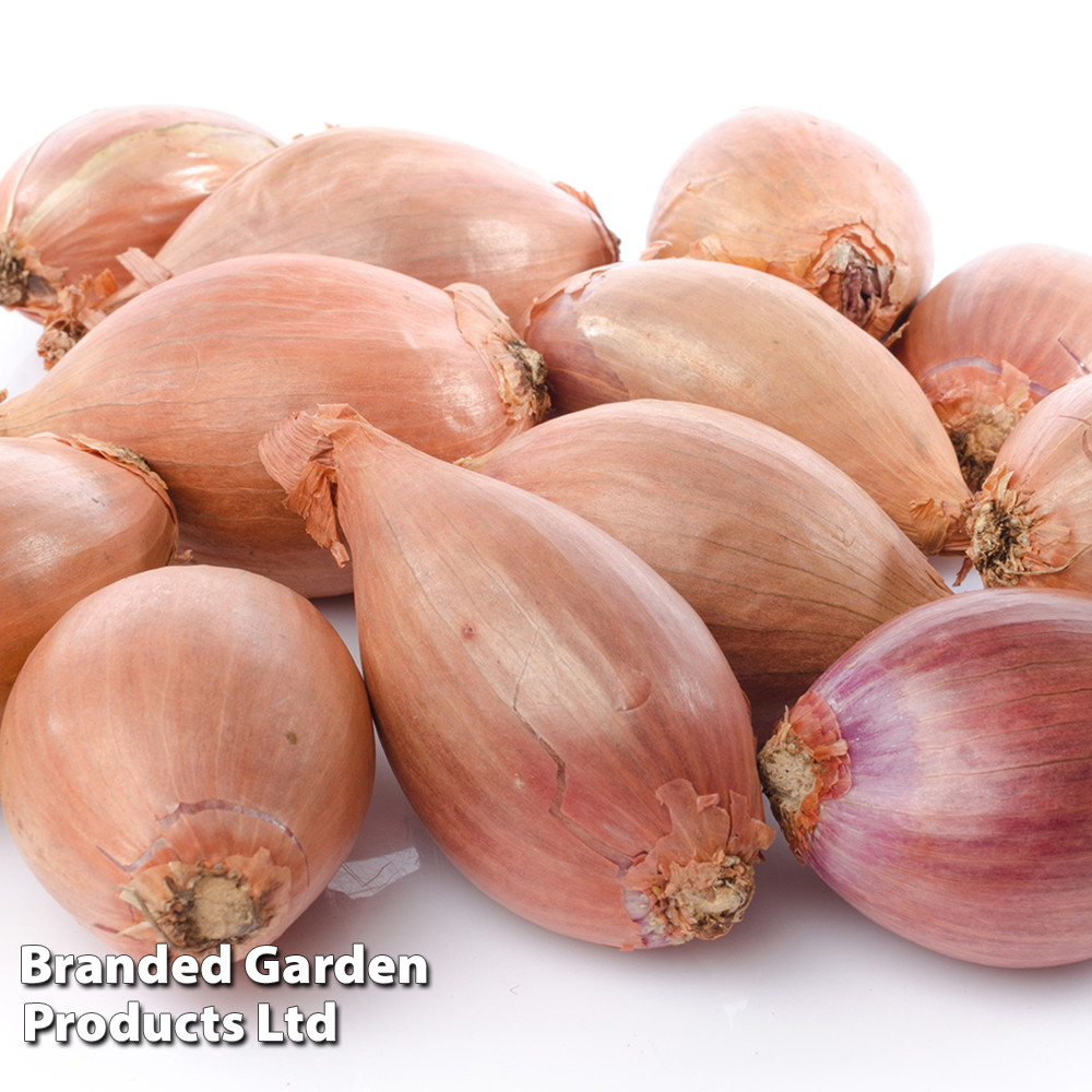 Shallot 'Mikor' (Spring Planting) image