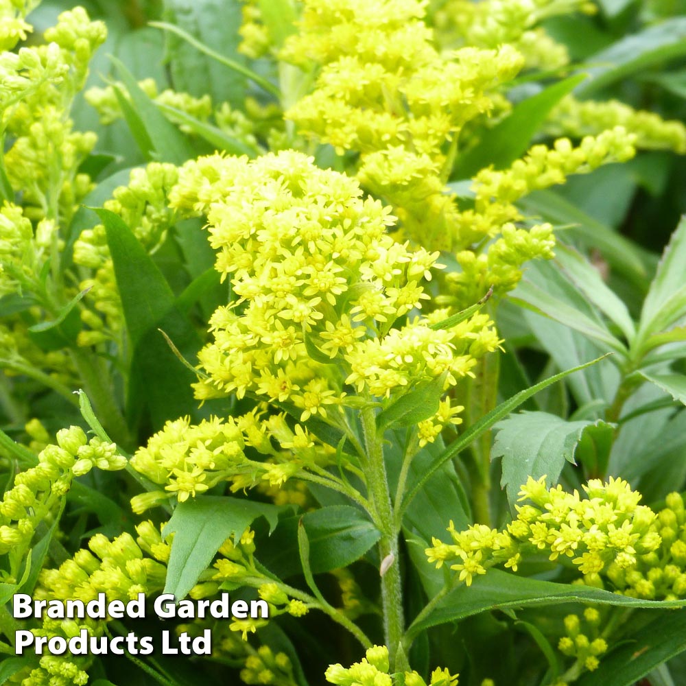 Solidago canadensis 'Cloth of Gold' image