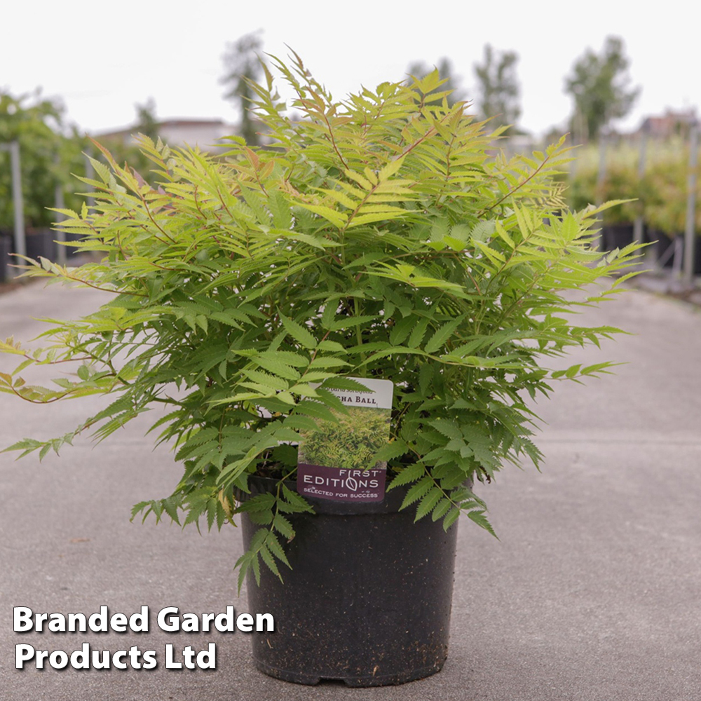 Sorbaria sorbifolia 'Matcha Ball' image