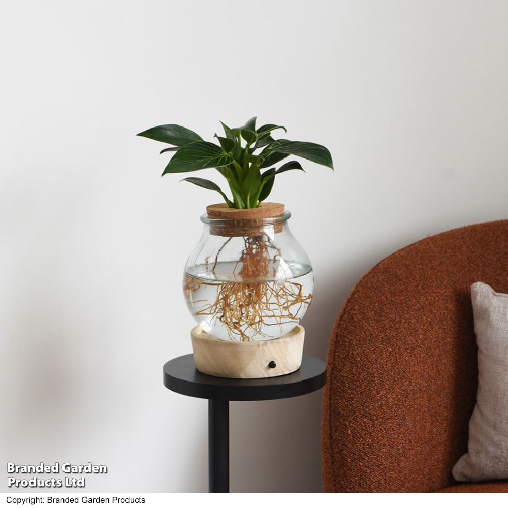 Spathiphyllum 'Diamond' in Glass with Light Up Base image