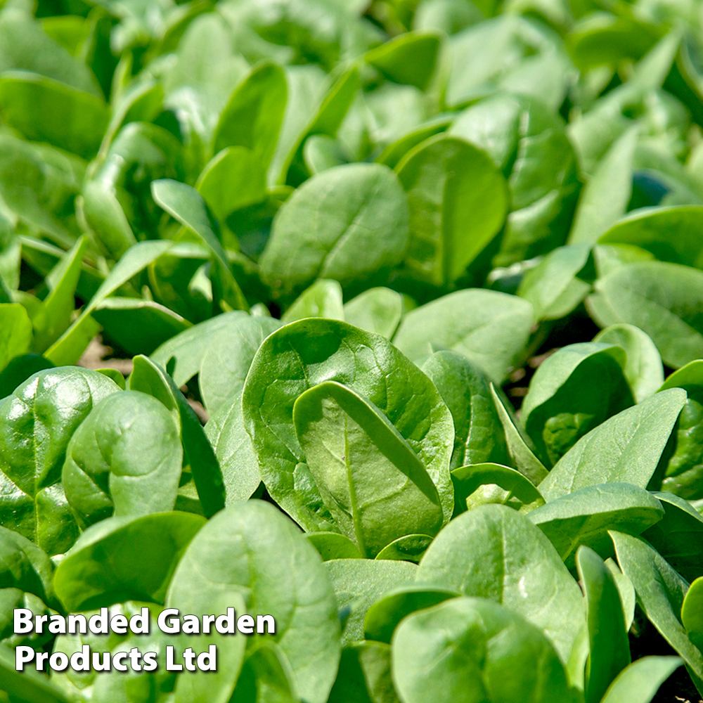 Spinach 'Santa Cruz' F1 - Seeds image
