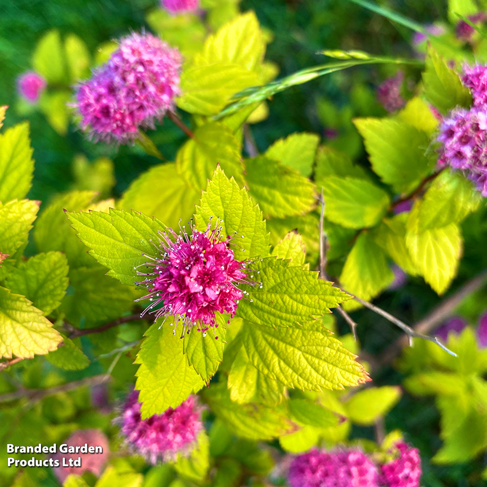 Spiraea japonica 'Candlelight' image