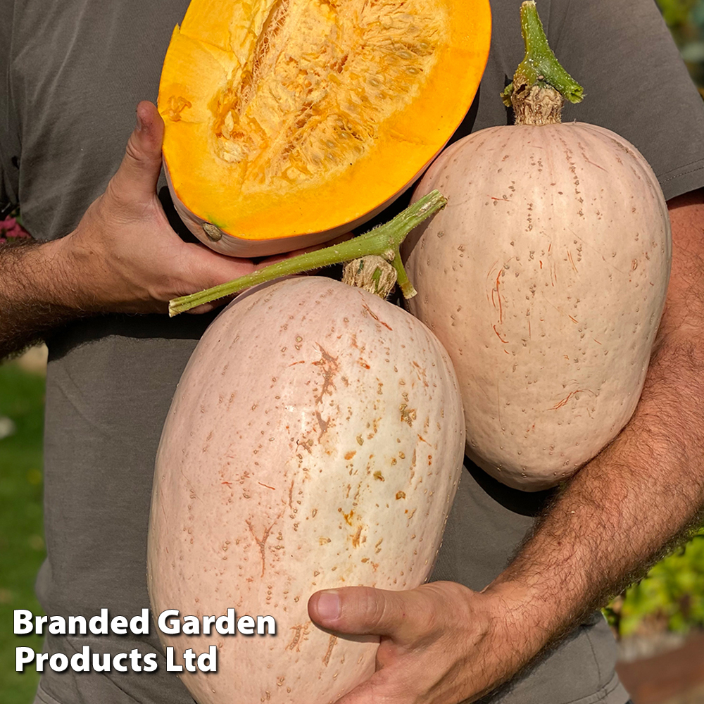 Squash 'Jumbo Pink Banana' (Winter) - Seeds image