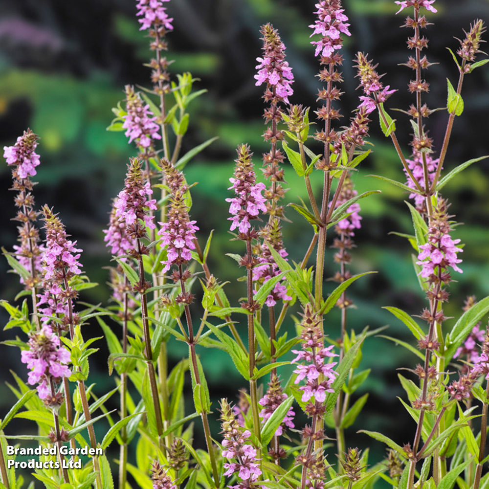 Stachys palustris (Marginal Aquatic) image