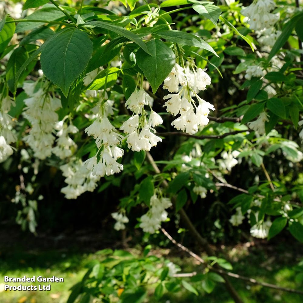 Staphylea colchica image