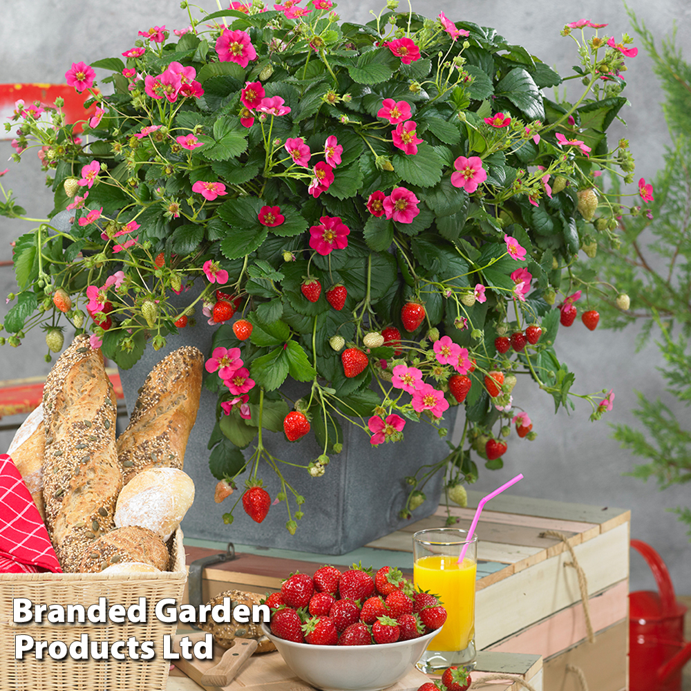 Strawberry 'Toscana' image