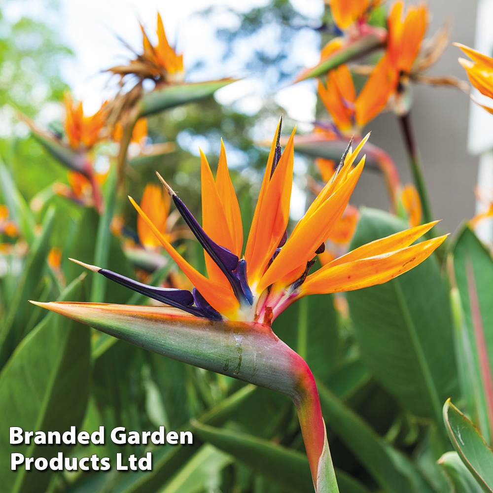 Bird of paradise solar 2025 lights