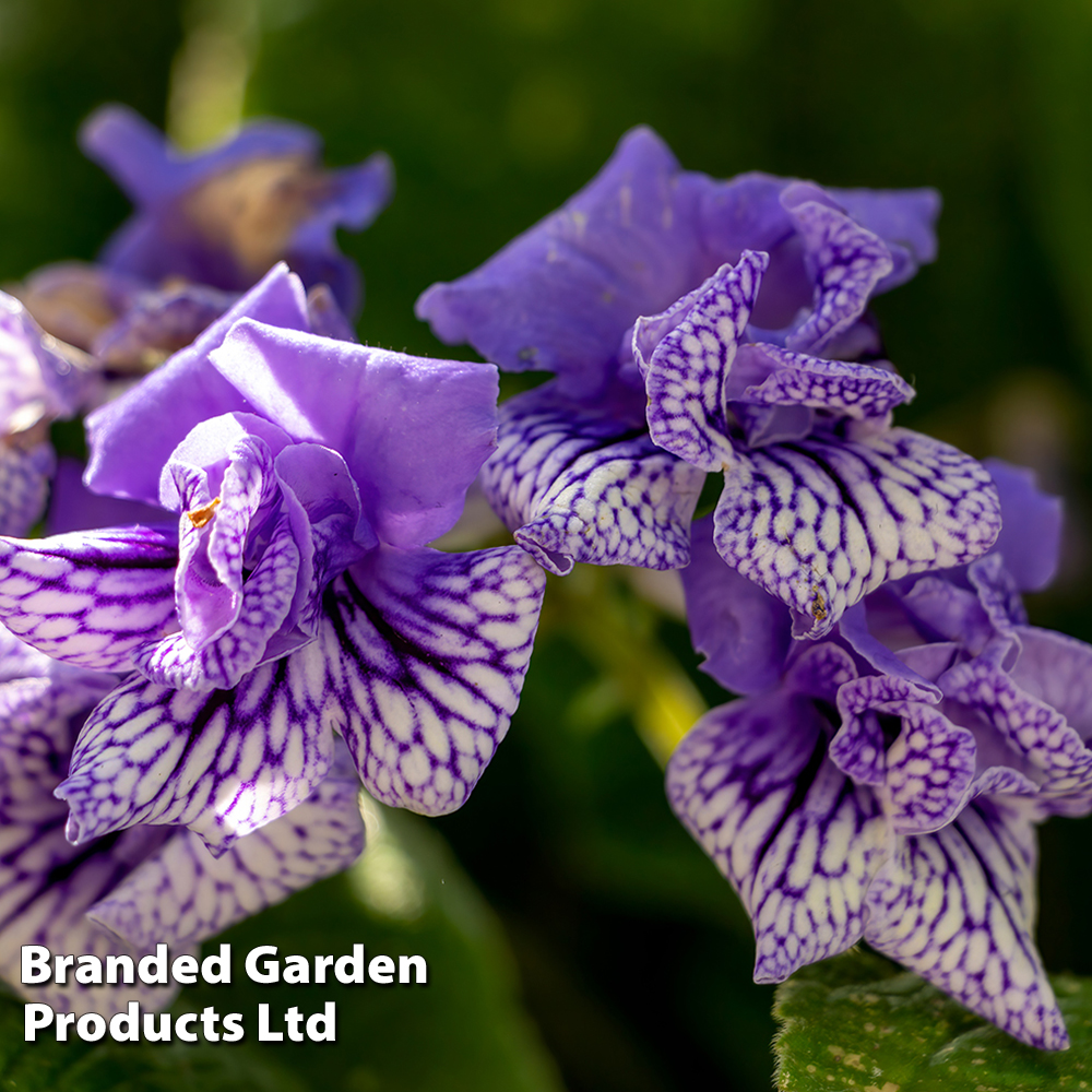 Streptocarpus 'Blue Frills' image