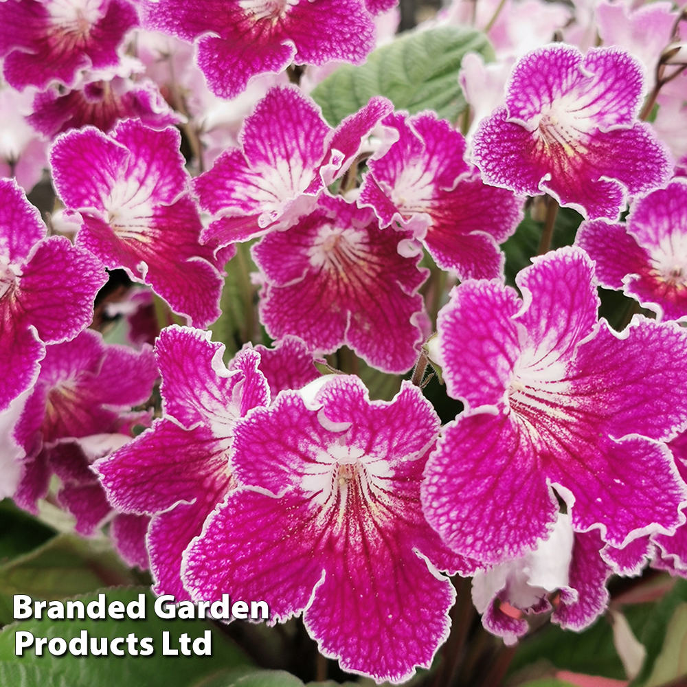 Streptocarpus 'Faith' from Dobies