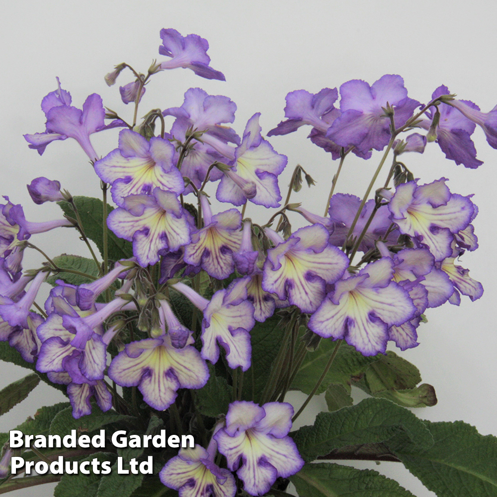 Streptocarpus 'Mabel' from Dobies