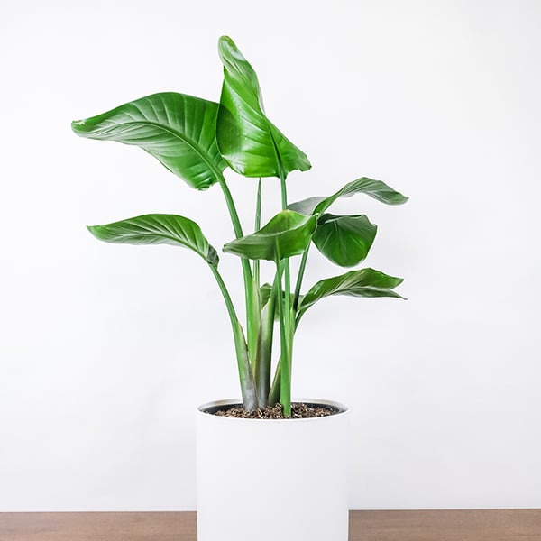 Strelitzia nicolai image