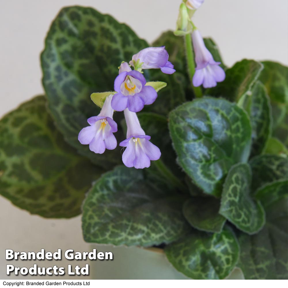 Streptocarpus 'Pretty Turtle' image