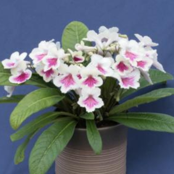 Streptocarpus 'Sioned' image