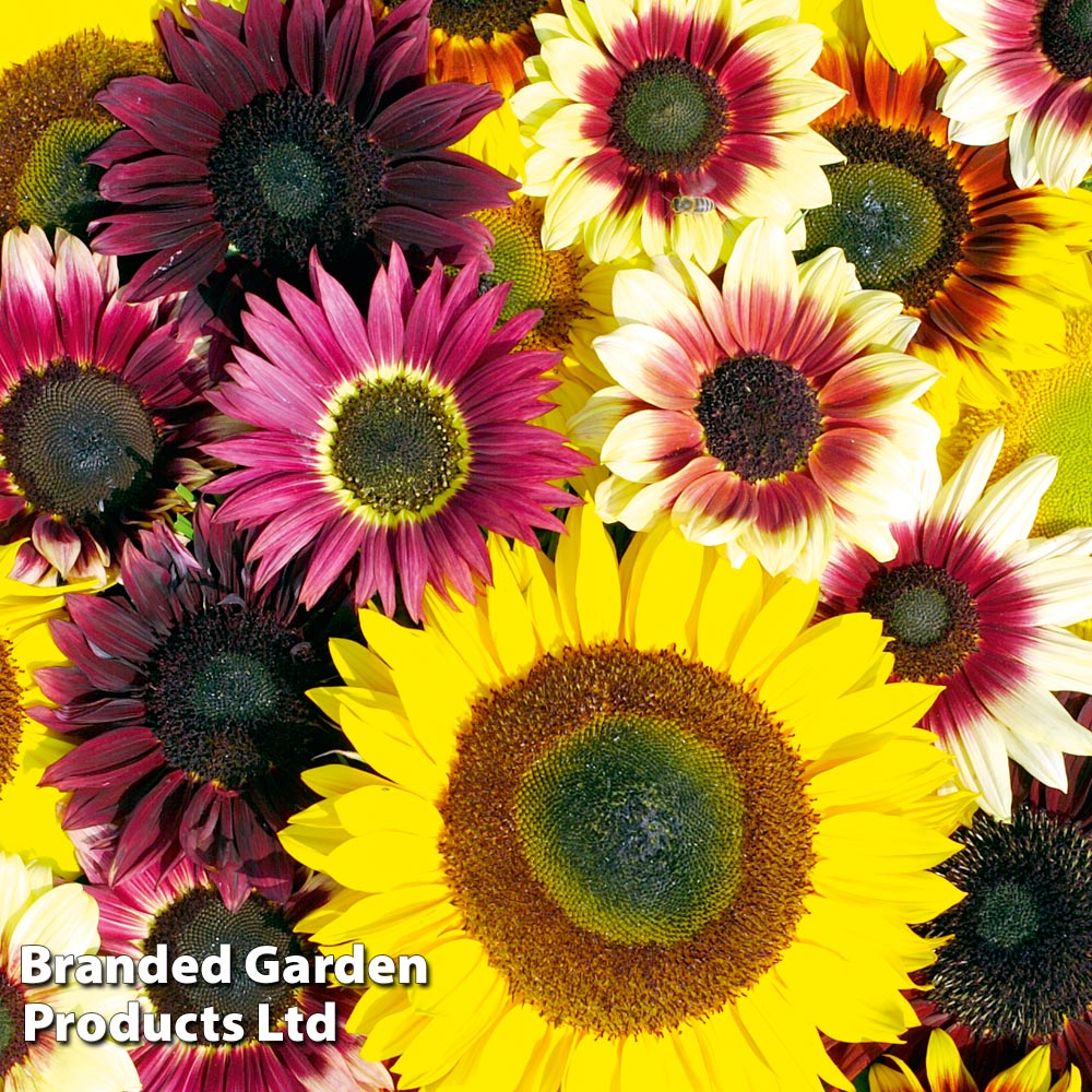 Sunflower Seeds - Summer Long Mixed image