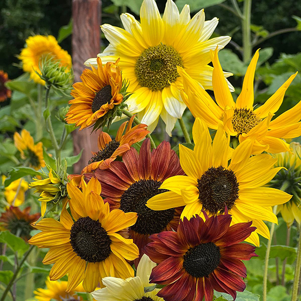 Sunflower 'Beaches Mix' - Seeds | Dobies