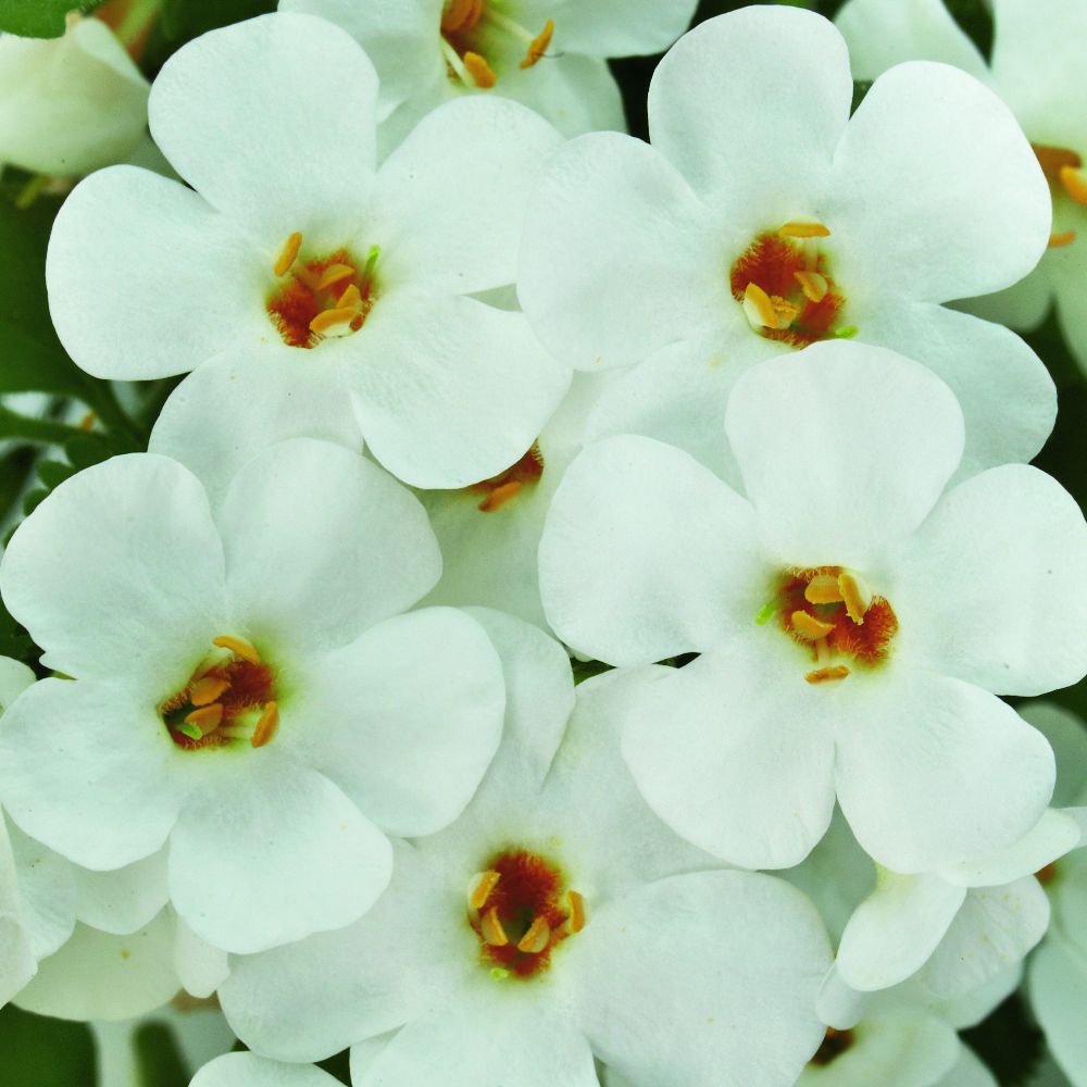 Bacopa 'Baristo® Snowflake' image