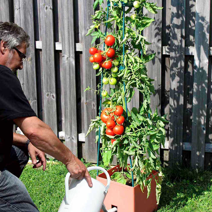 Plant Theatre Wacky Tomatoes Kit with Different Varieties to Grow