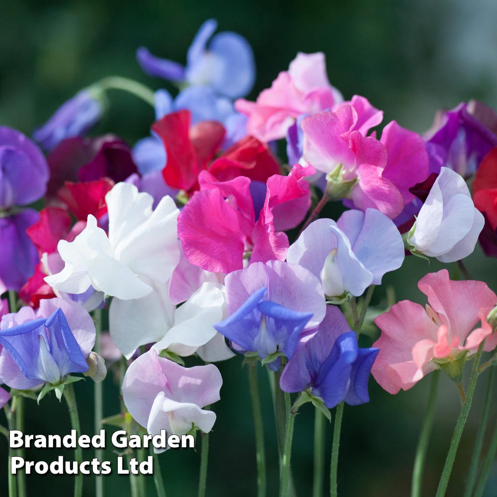 Sweet Pea 'Old Fashioned Mixed' - Seeds image
